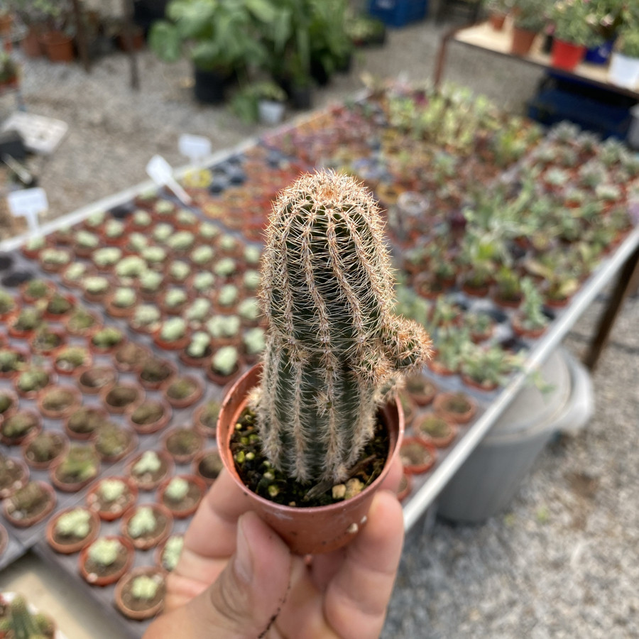 Echinocereus Reichenbachi