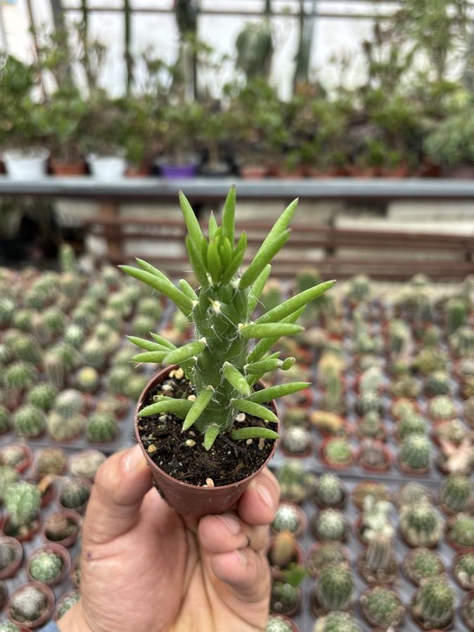 Opuntia Subulata
