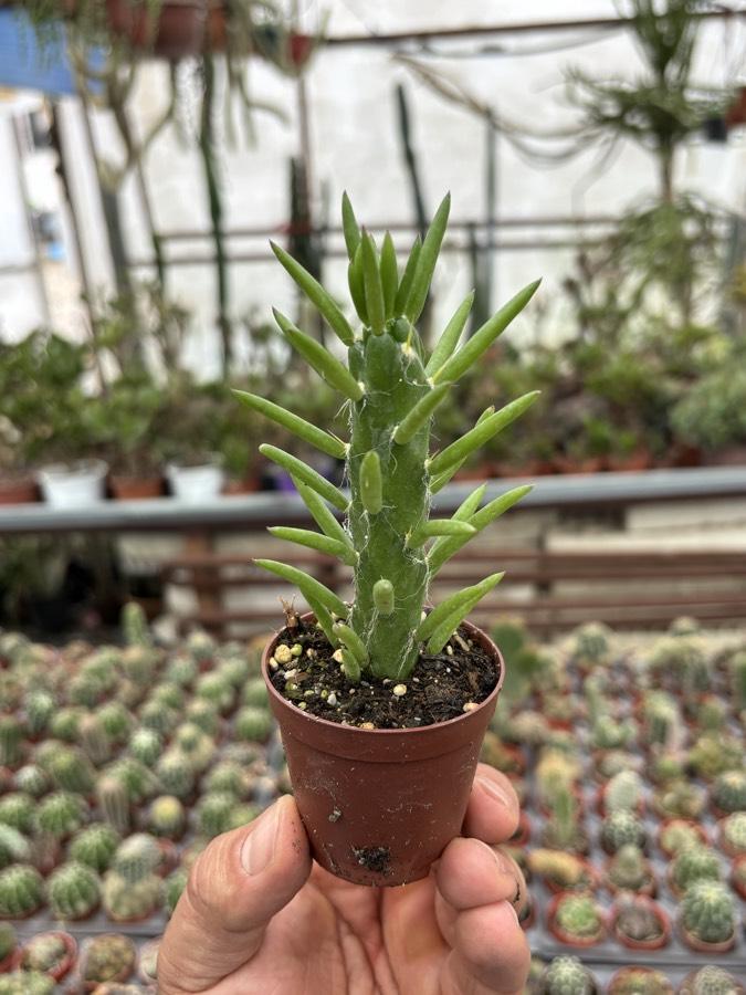 Opuntia Subulata