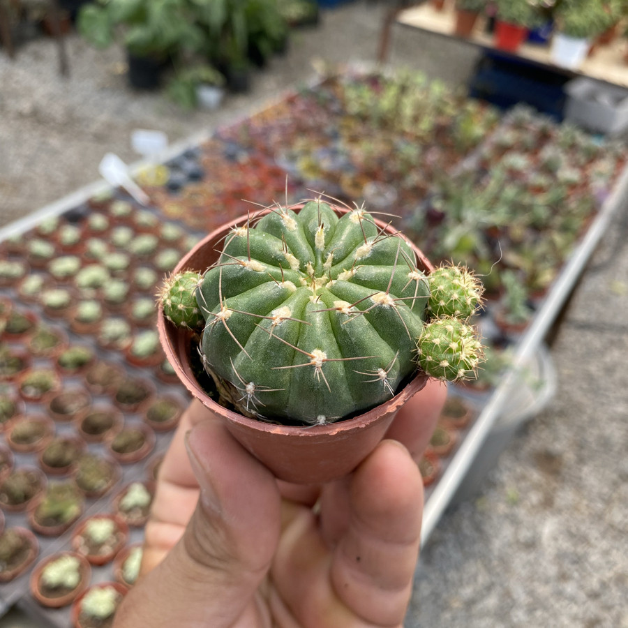 Matucana Poltzii