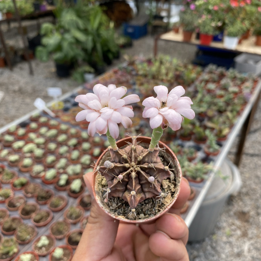 Gymnocalycium