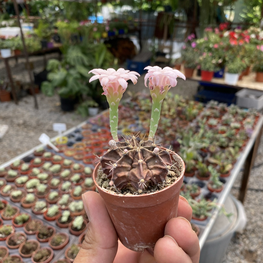 Gymnocalycium