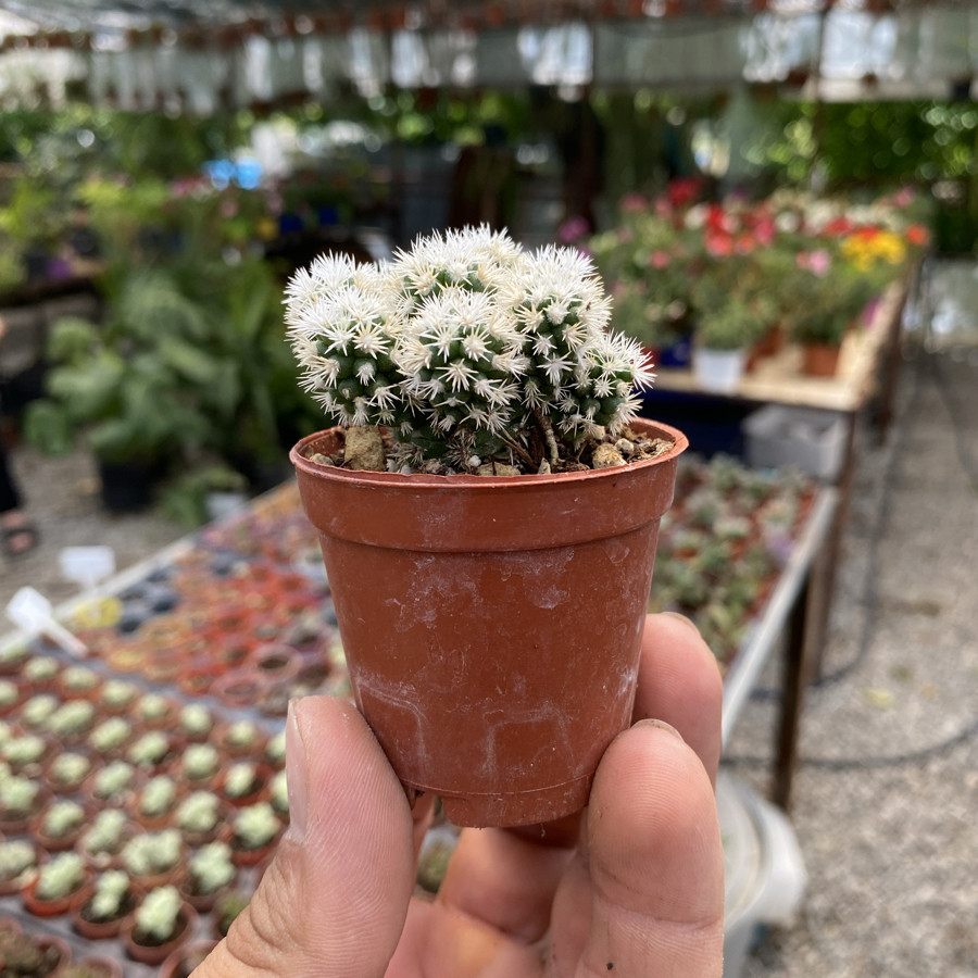 Mammillaria Gracilis
