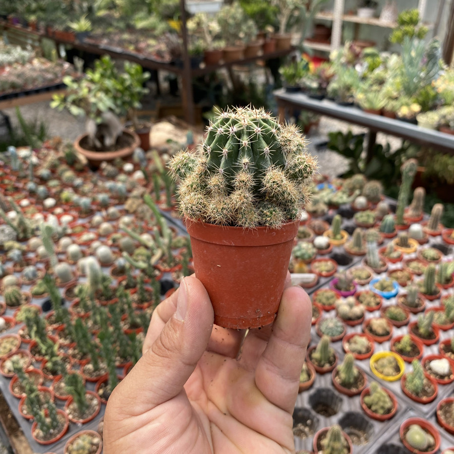 Echinopsis