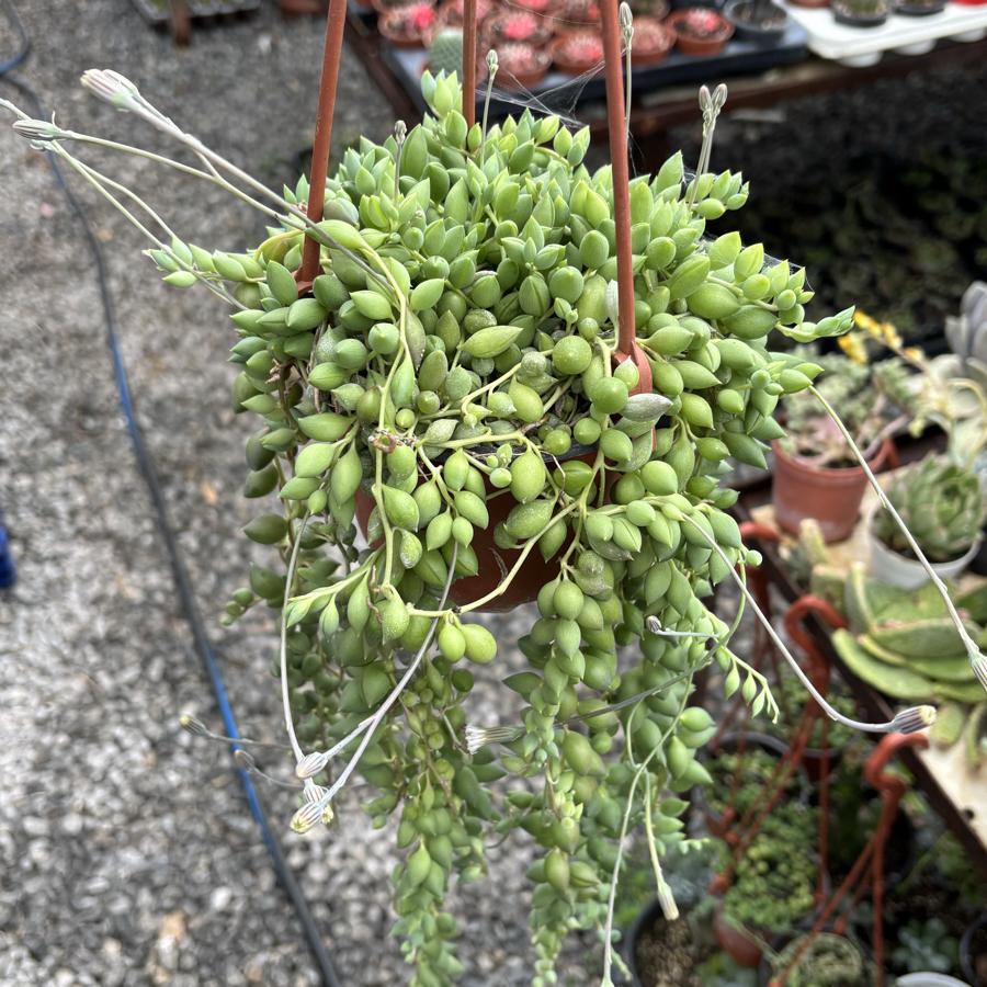 Tesbih çiçeği 13cm saksı