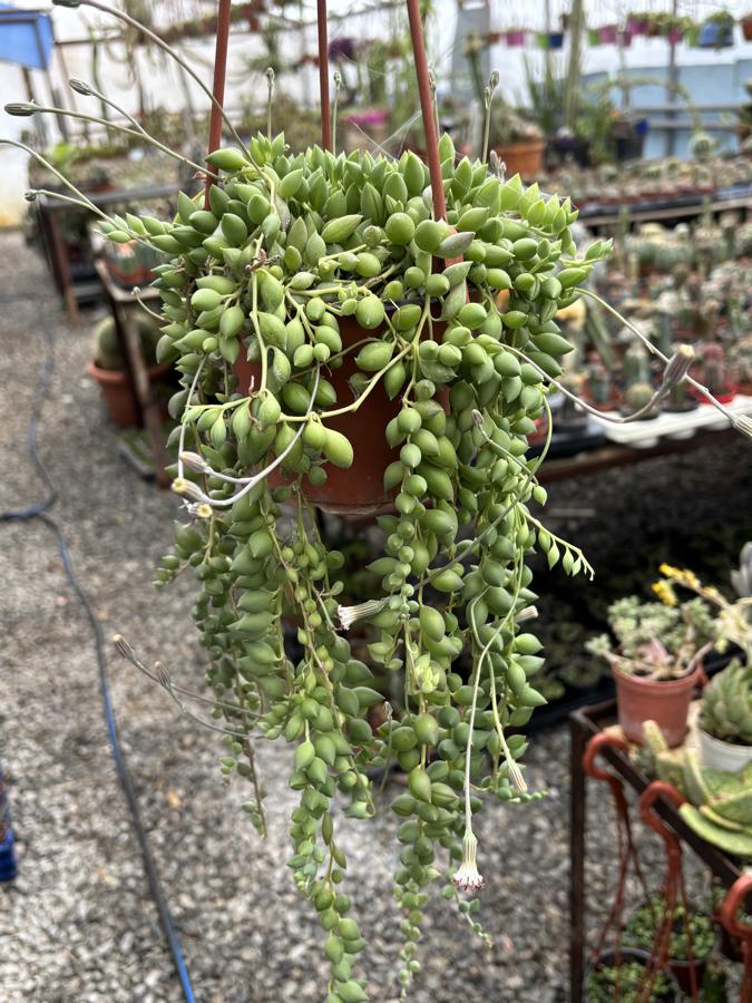 Tesbih çiçeği 13cm saksı