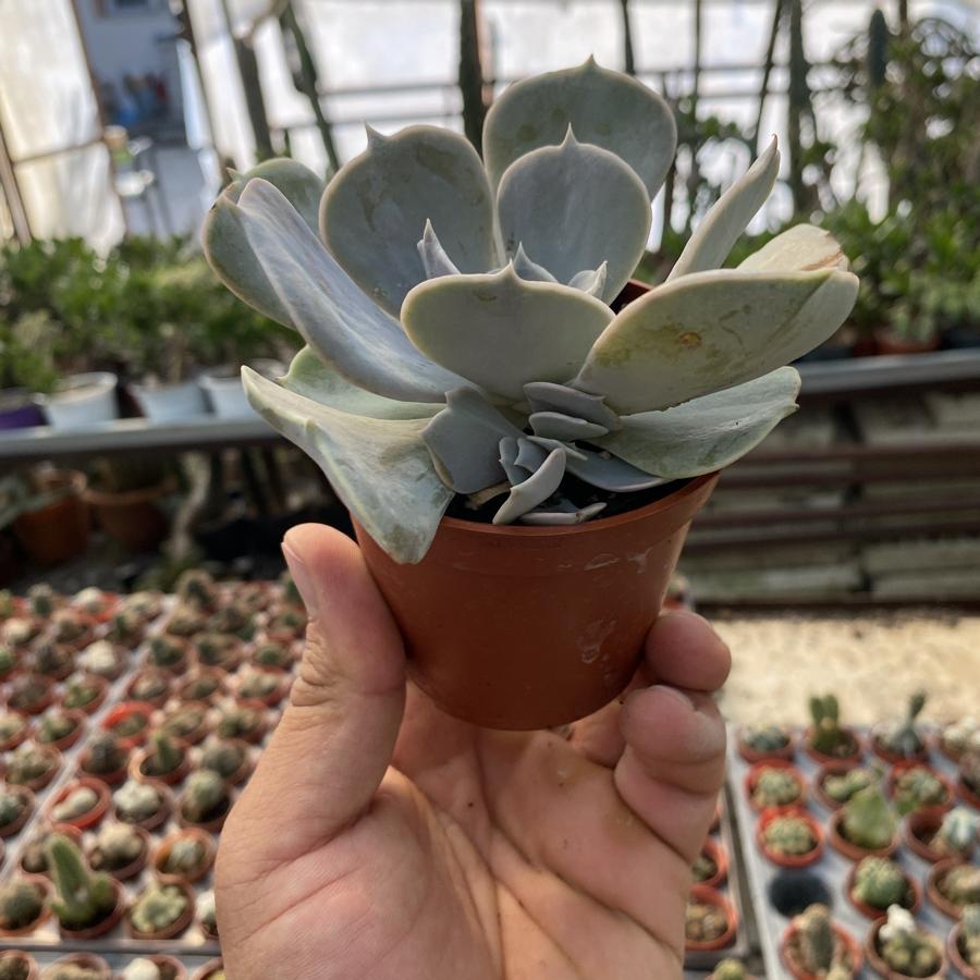 8,5cm saksıda Sukulent