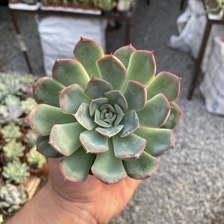 8,5cm saksıda Sukulent