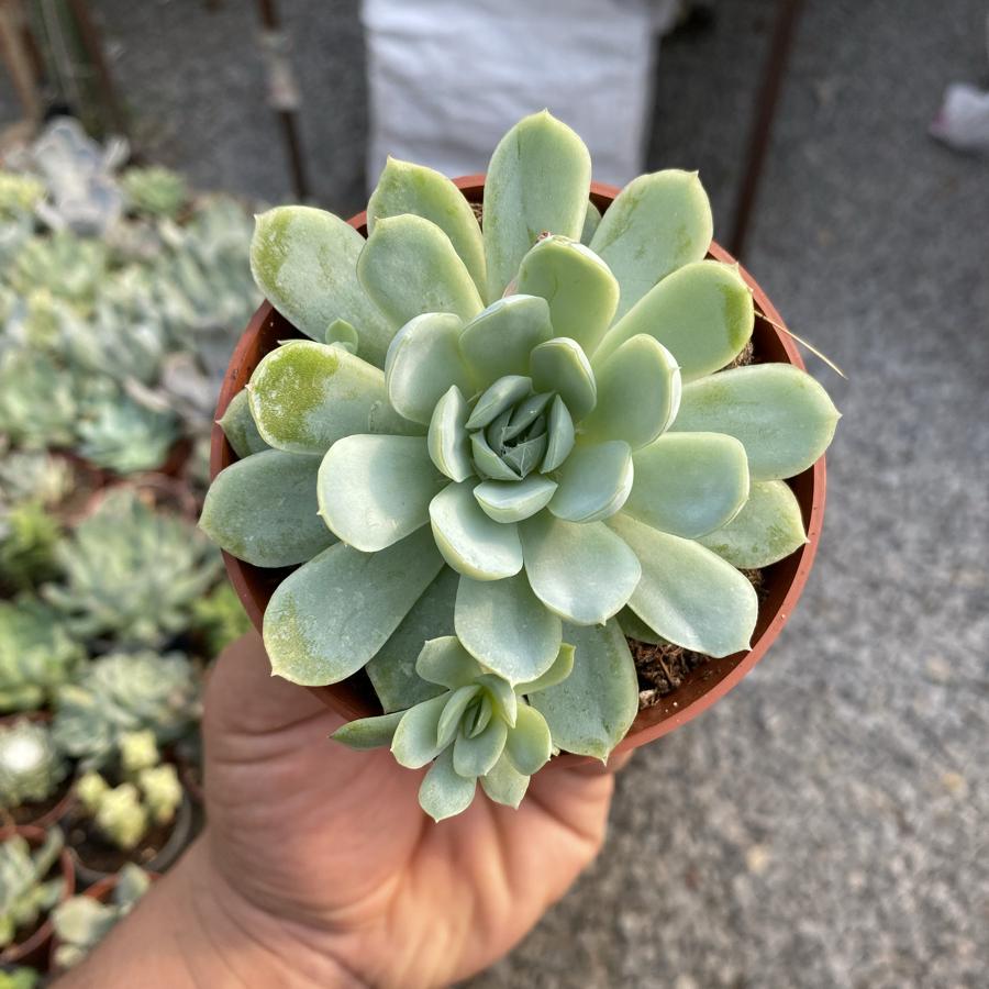 8,5cm saksıda Sukulent