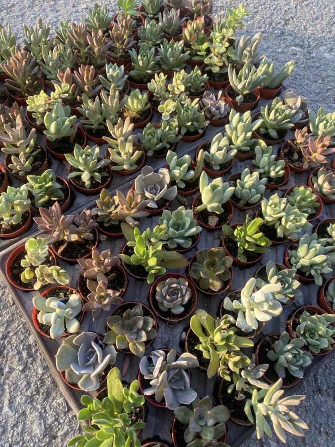 45 adet mix Sukulent
