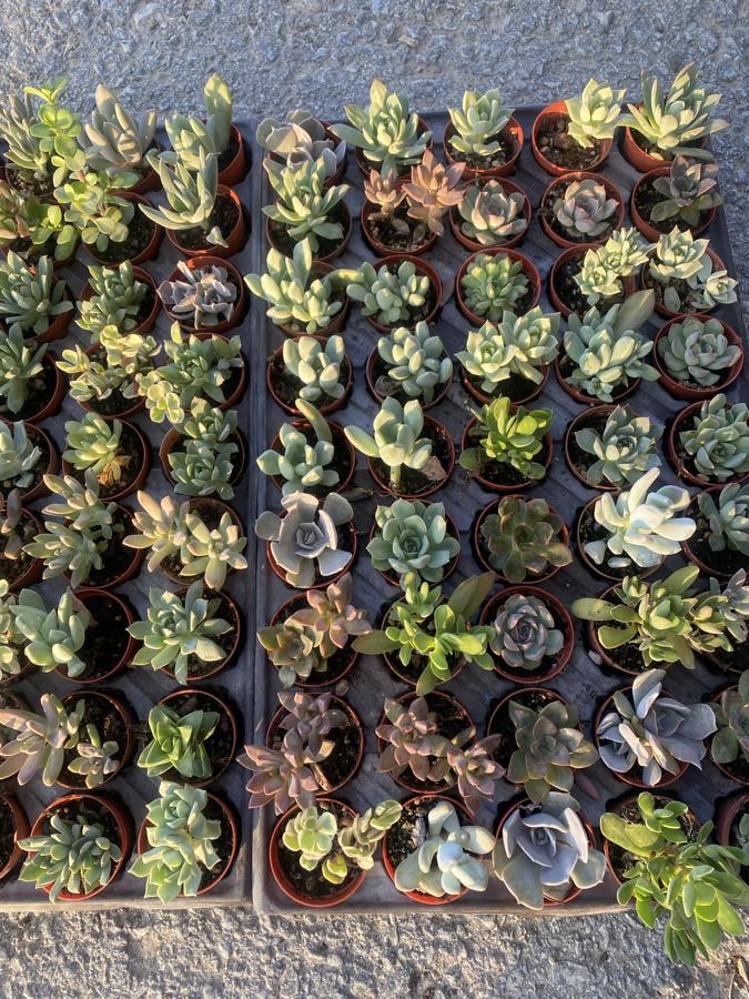 45 adet mix Sukulent