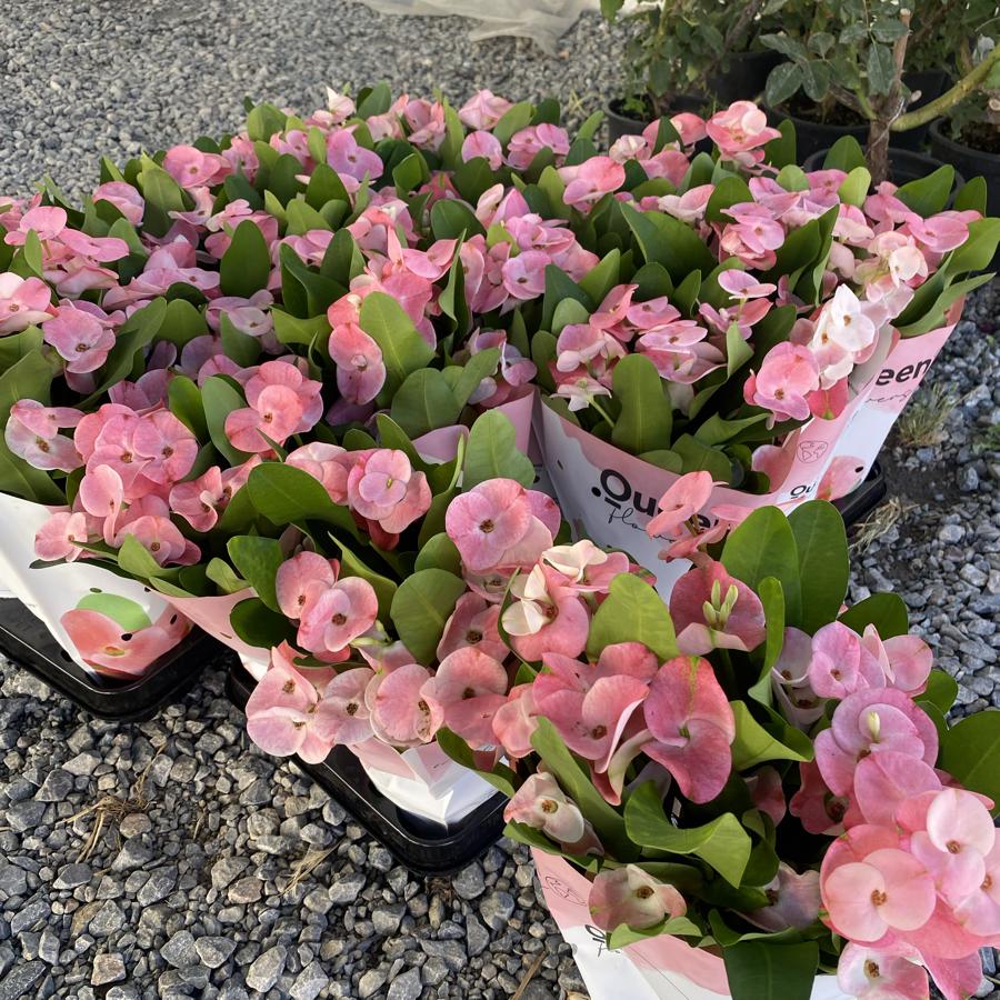 Dikenlerin Tacı (Euphorbia Milli)