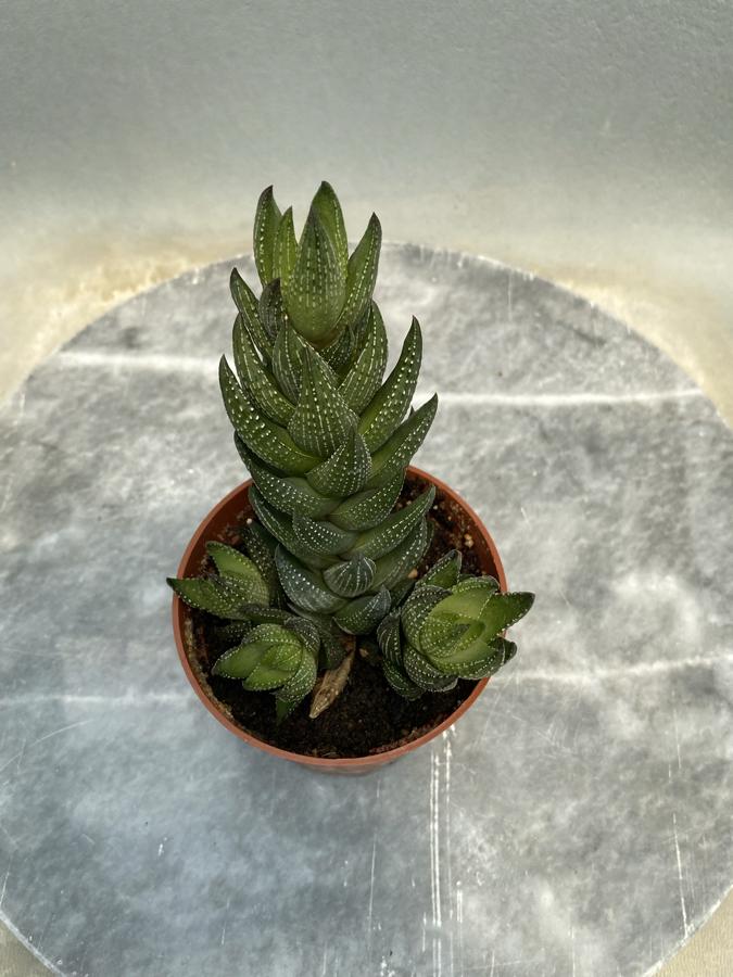 Haworthia reinwardtii