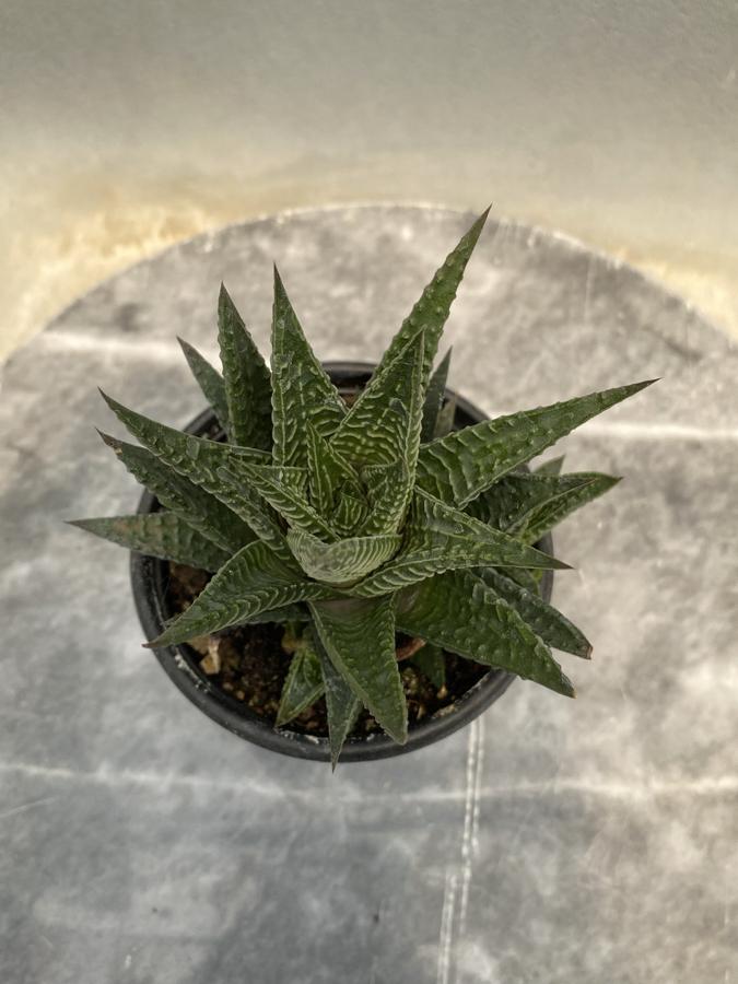 Haworthia Limifolia
