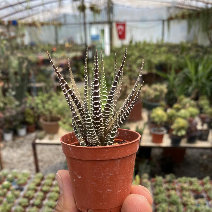 5,5cm saksıda Zebra Howartia