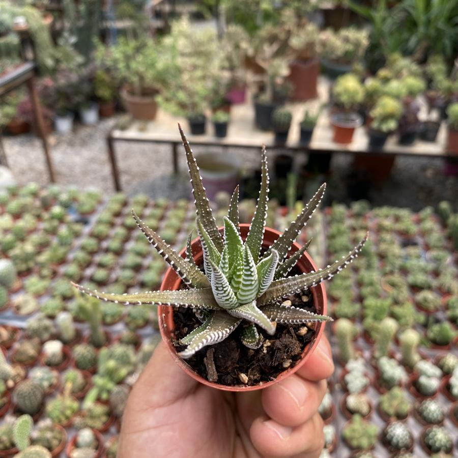 5,5cm saksıda Zebra Howartia