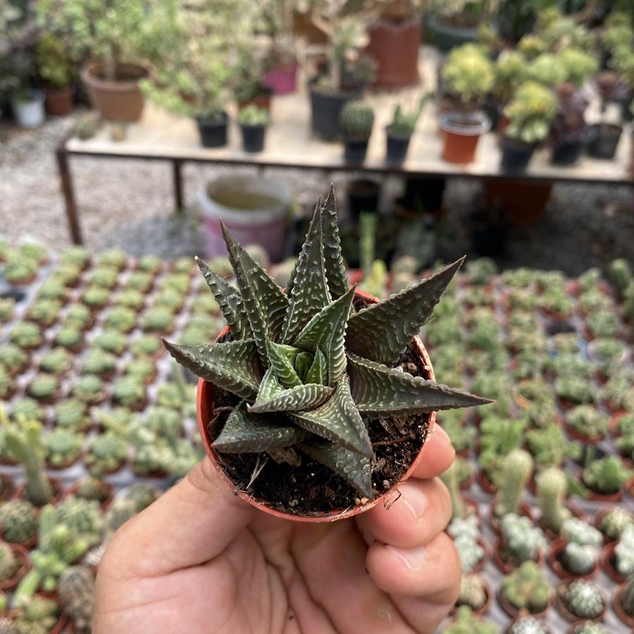 5,5cm saksıda Howartia