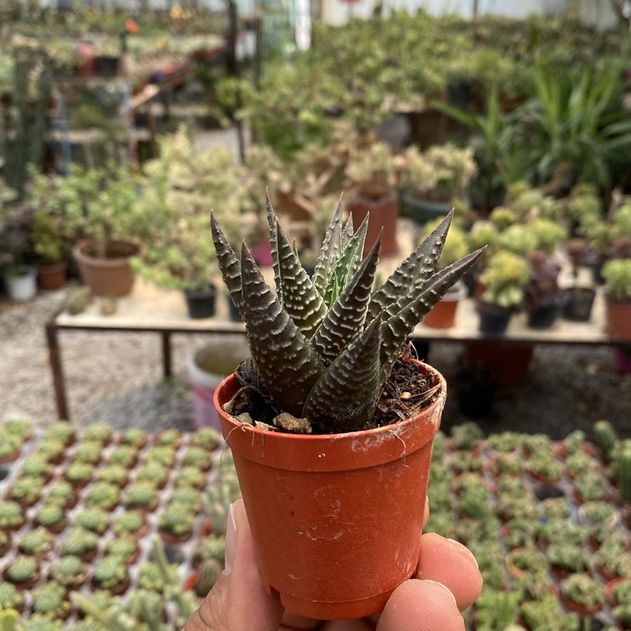 5,5cm saksıda Howartia