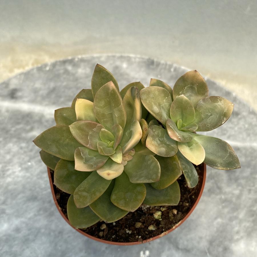 Echeveria Chrom