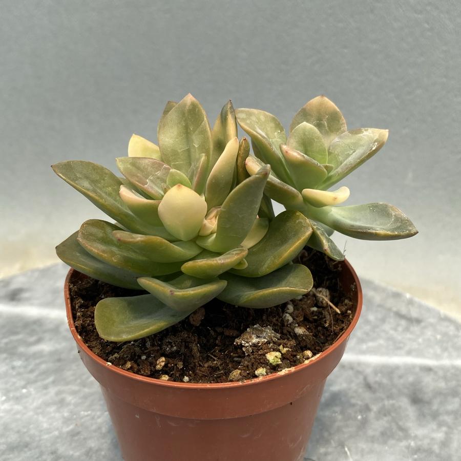 Echeveria Chrom