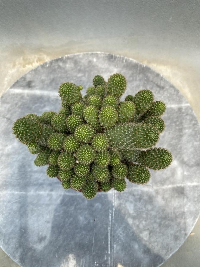 8,5cm saksıda rebutia