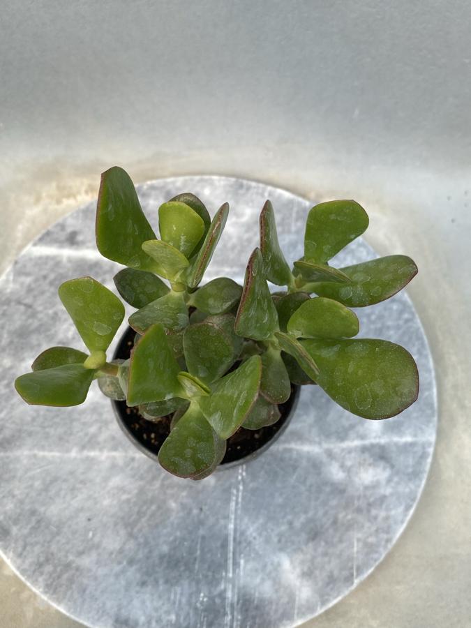 8,5 cm saksıda Para ağacı