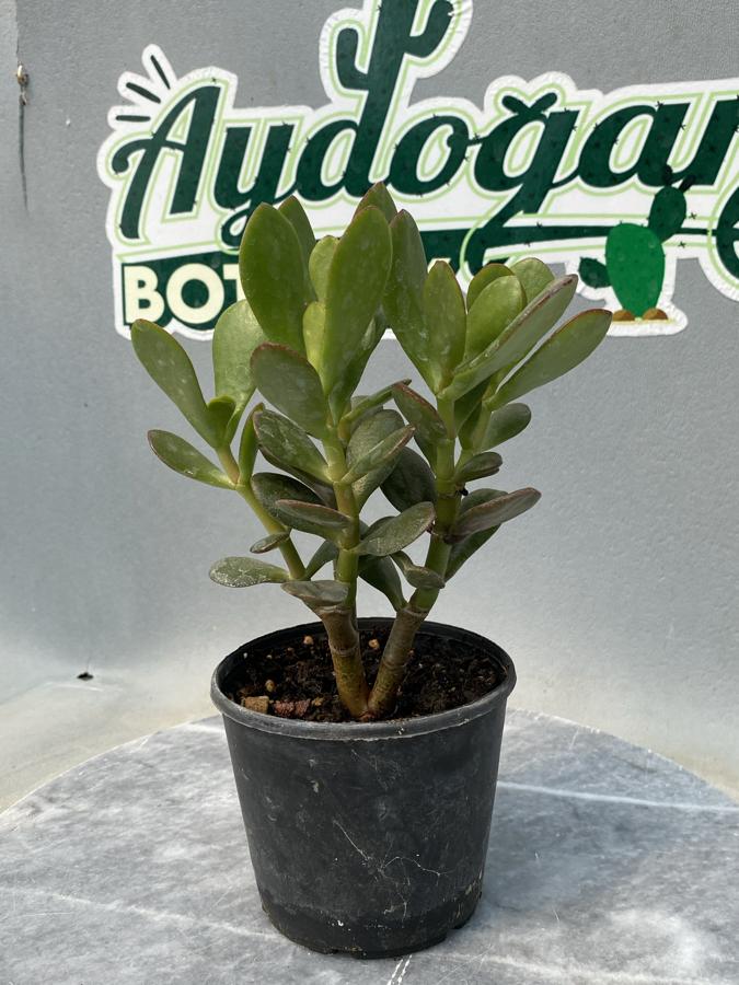 8,5 cm saksıda Para ağacı