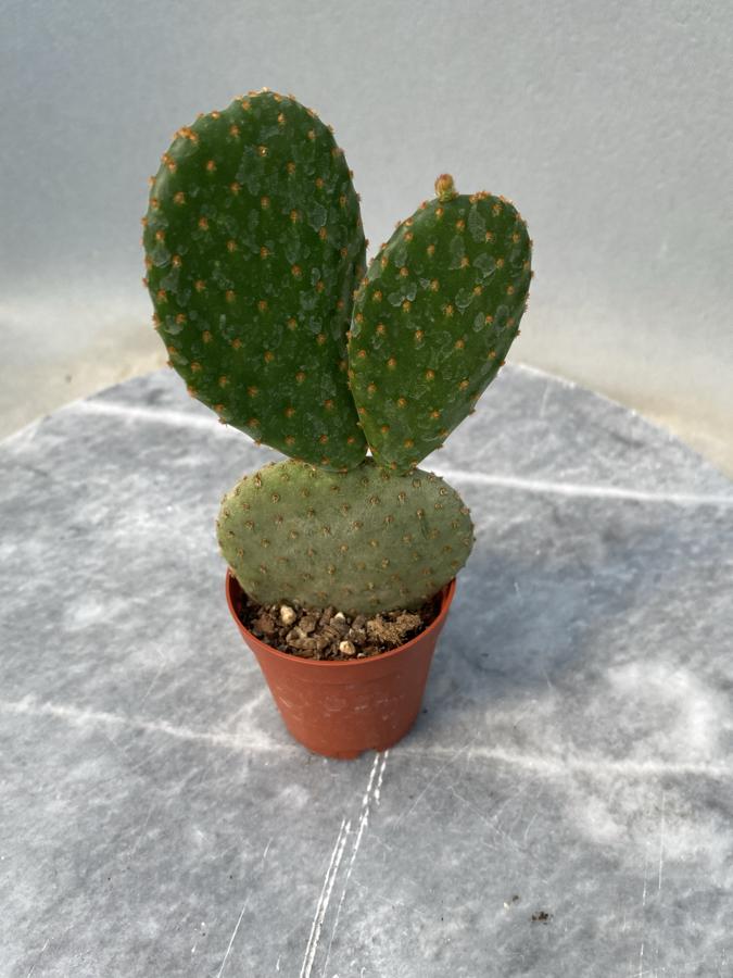 Opuntia