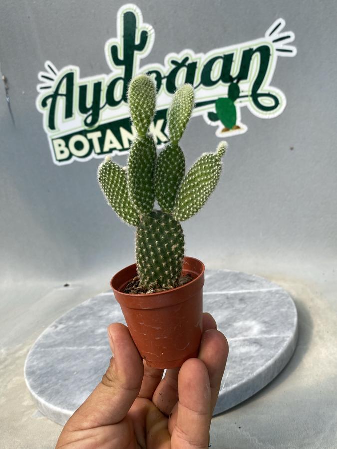 Opuntia