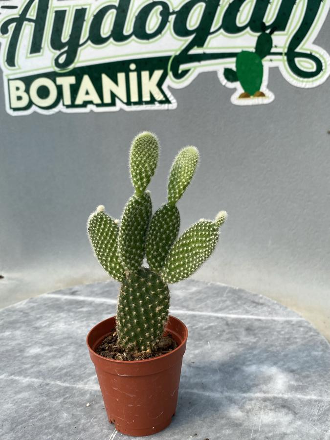 Opuntia