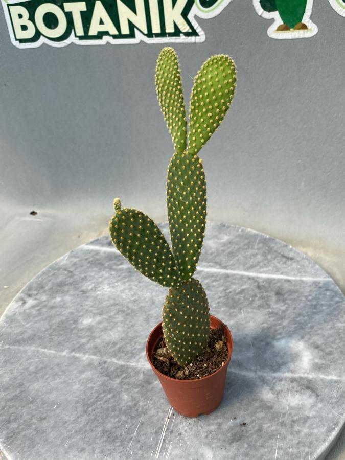 Opuntia