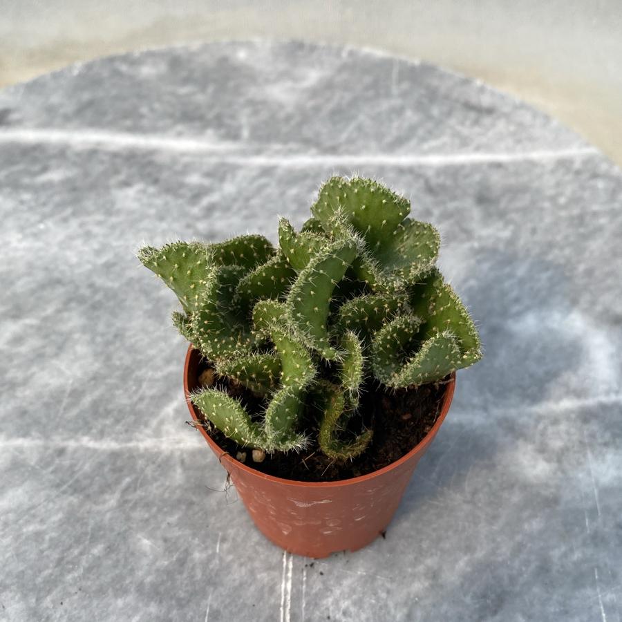 Opuntia Cristata