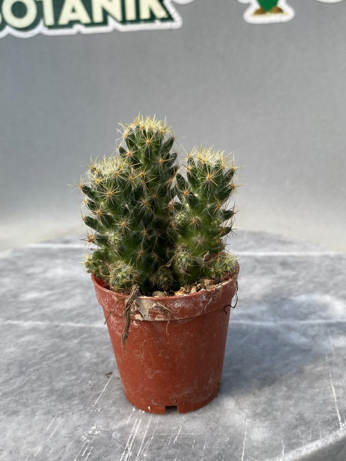 Mammilaria