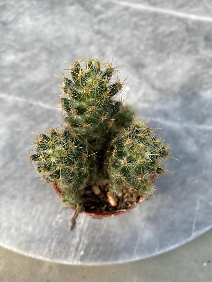 Mammilaria
