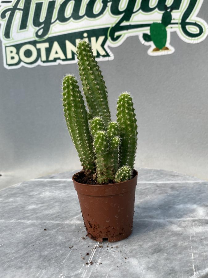 Pembe çiçekli yılan kaktüs