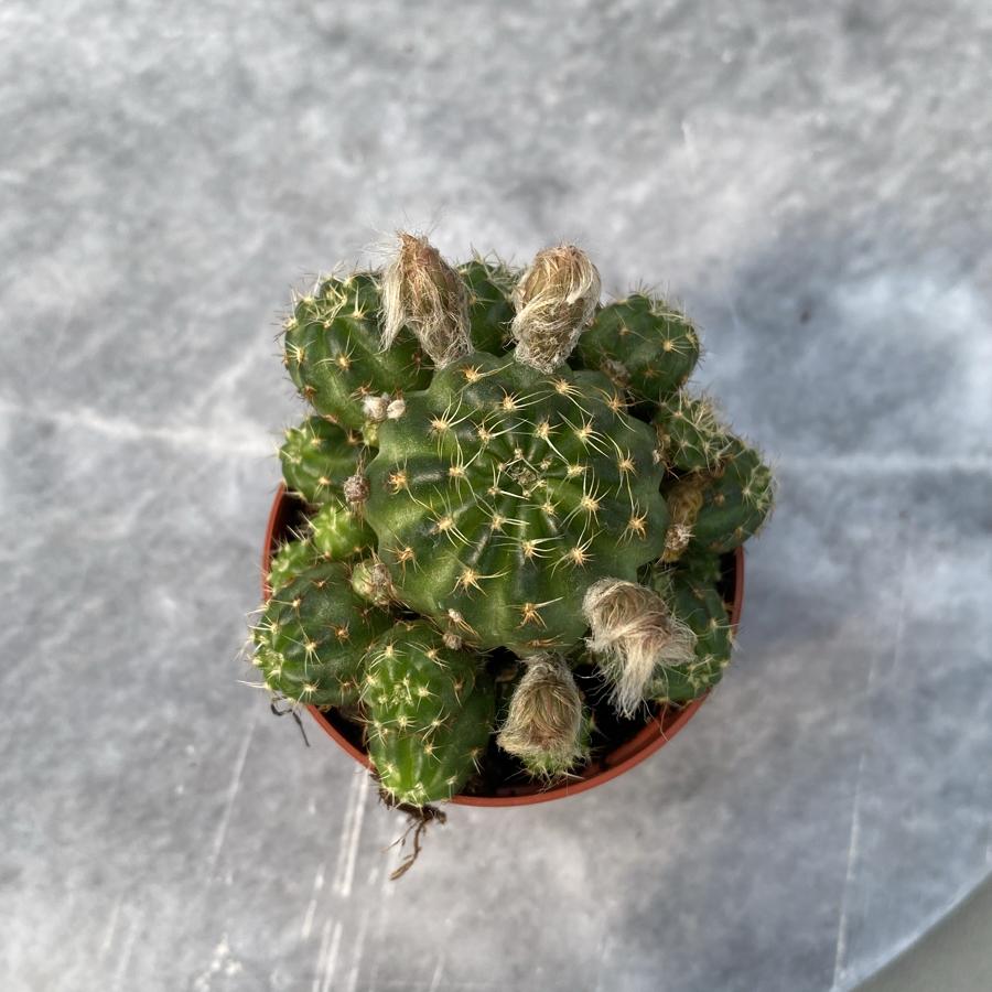 Rebutia