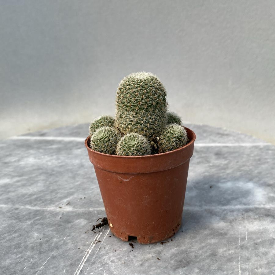 Rebutia