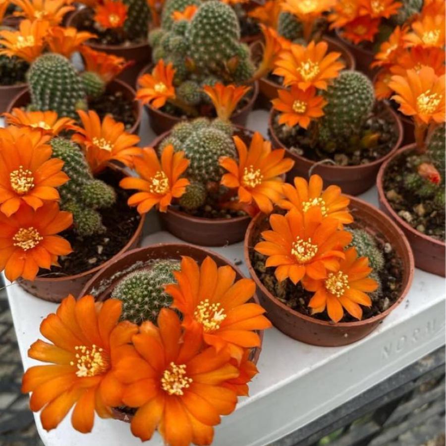 Rebutia