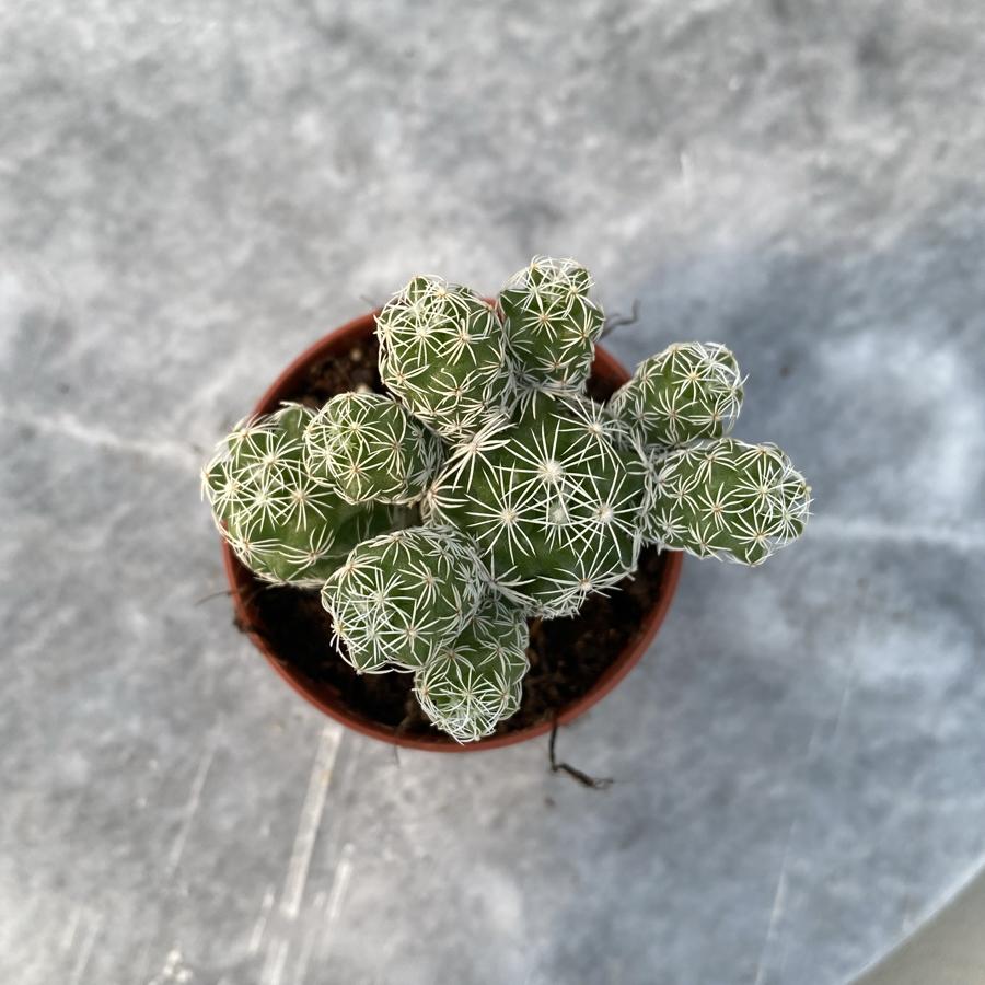 Mammilaria