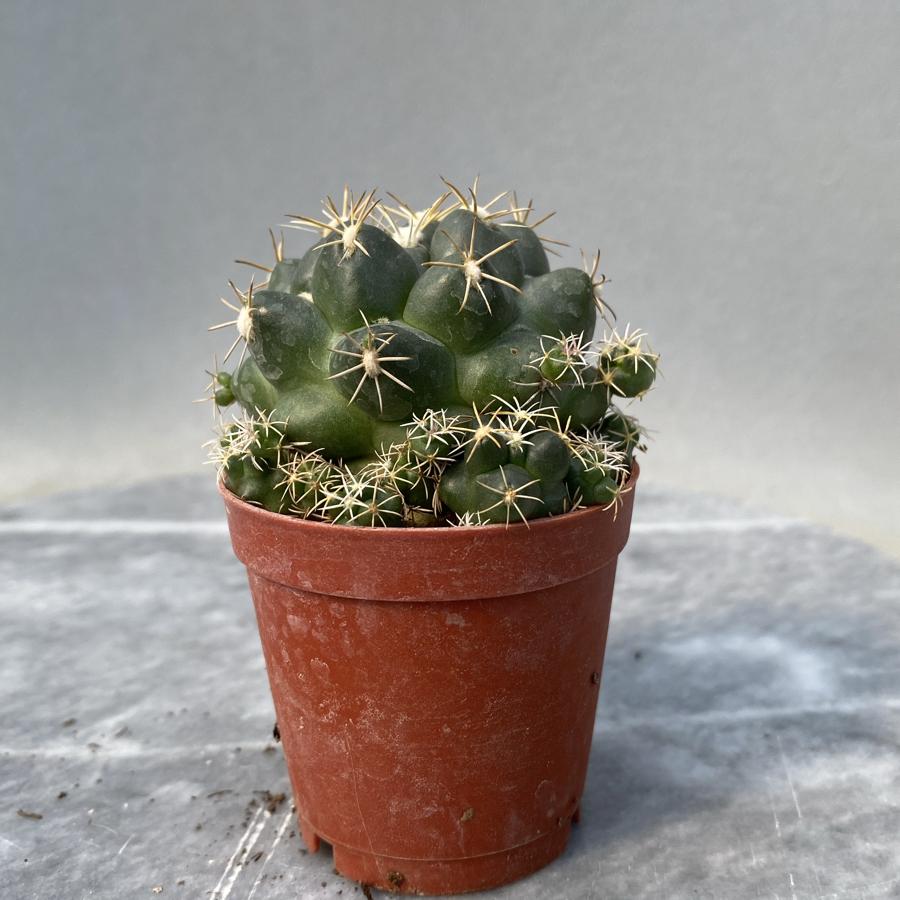 Coryphantha Elephantidens