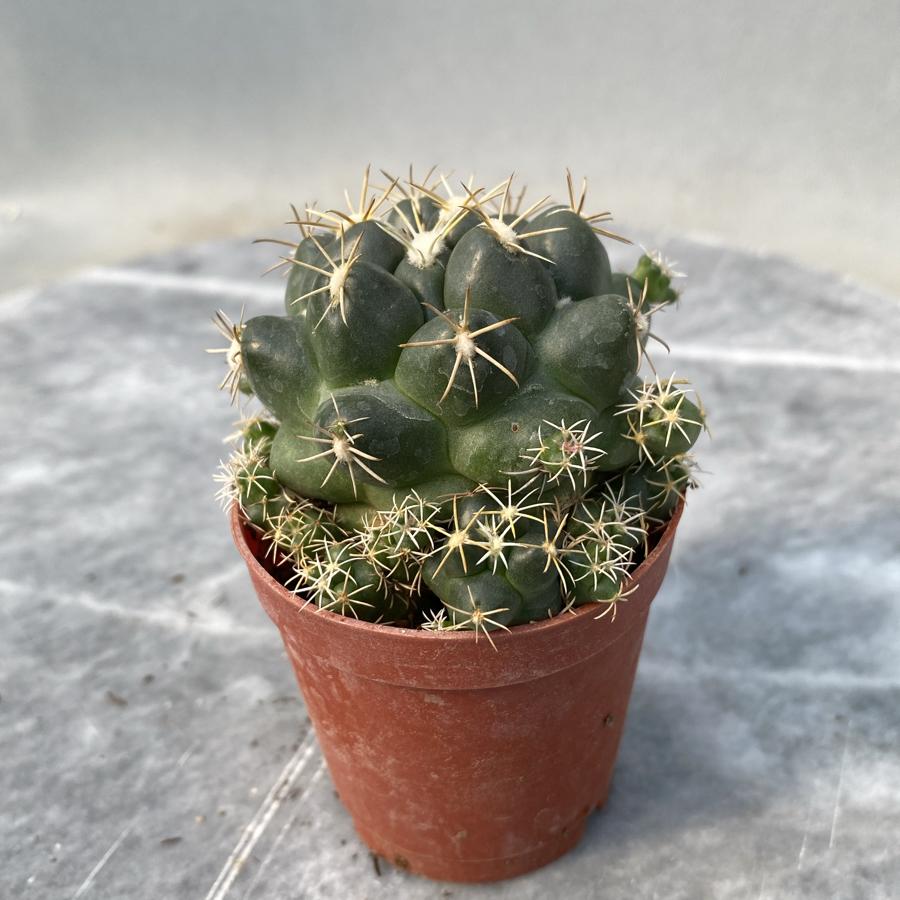 Coryphantha Elephantidens