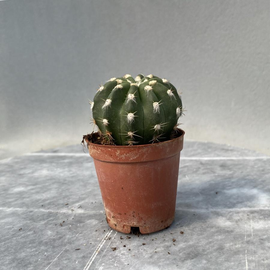 Echinopsis