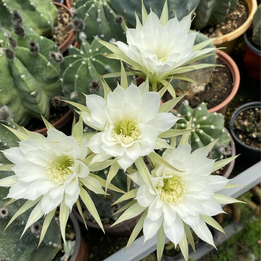 Echinopsis