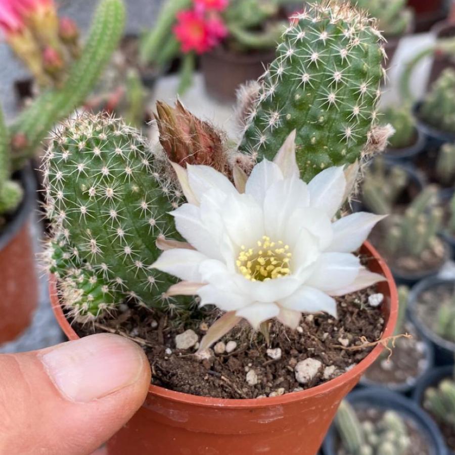 Rebutia