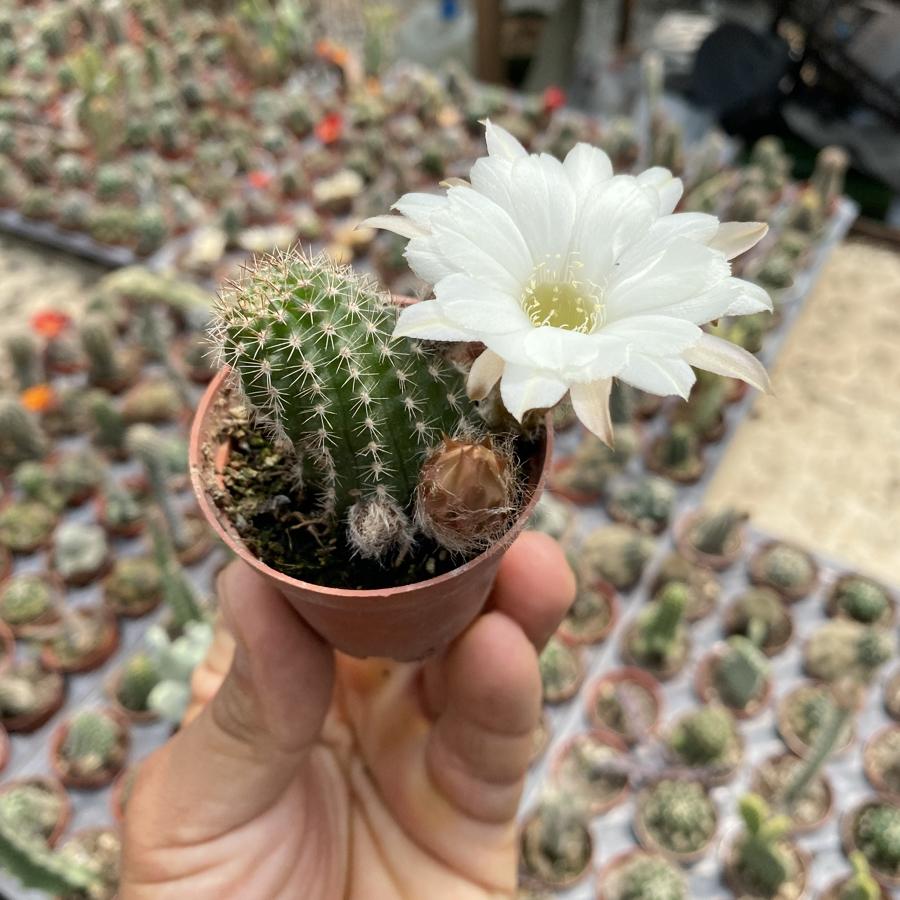 Rebutia