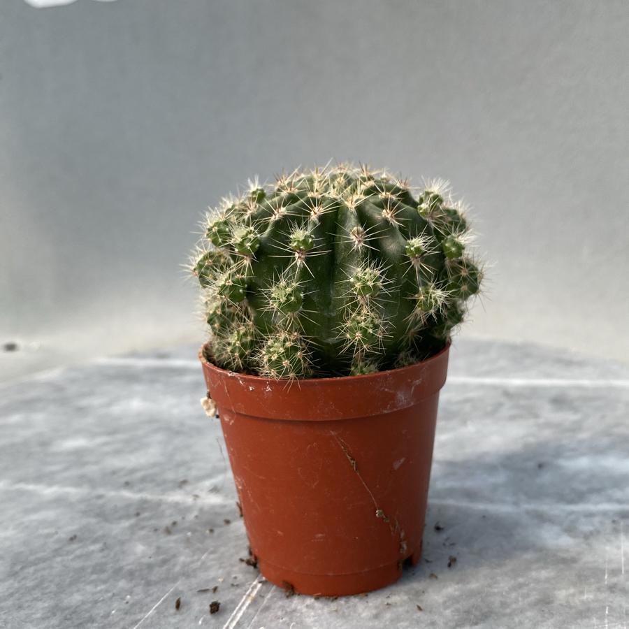Klasik echinopsis