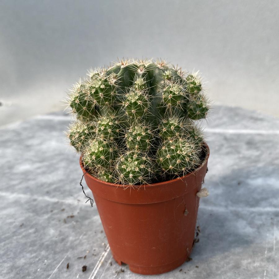 Klasik echinopsis