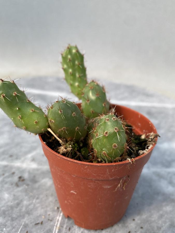 Opuntia