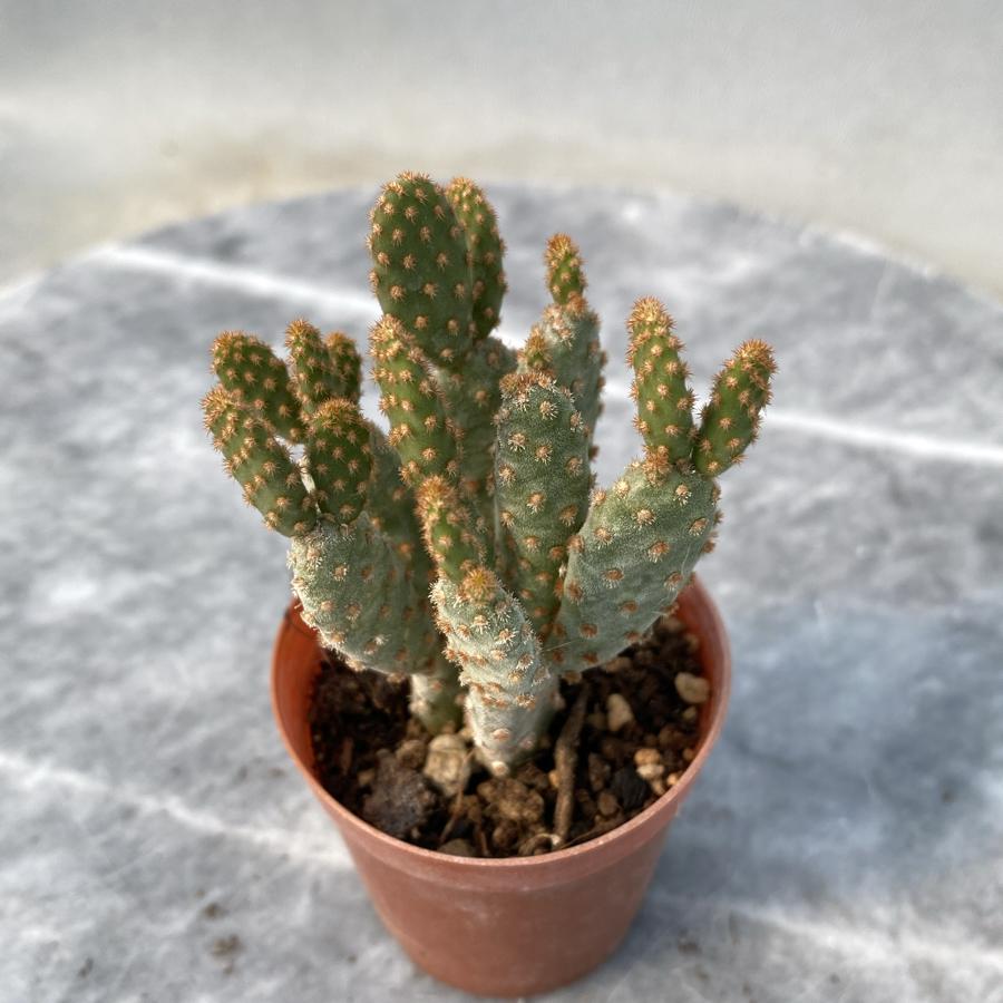 Opuntia