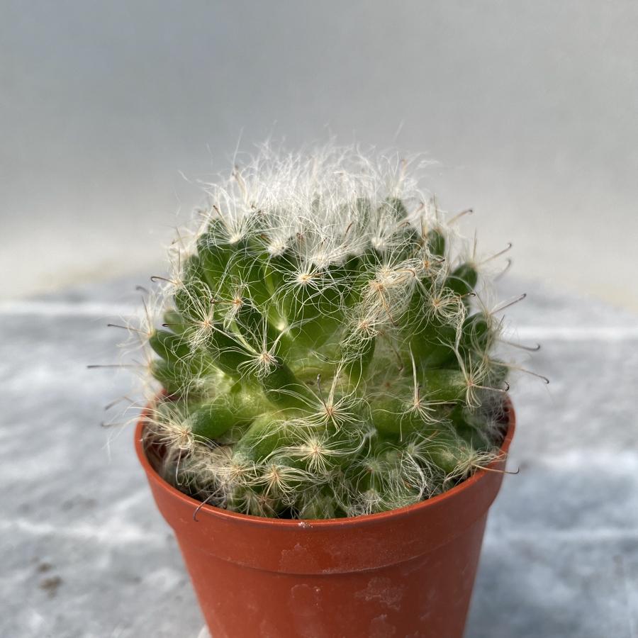 Mammilaria